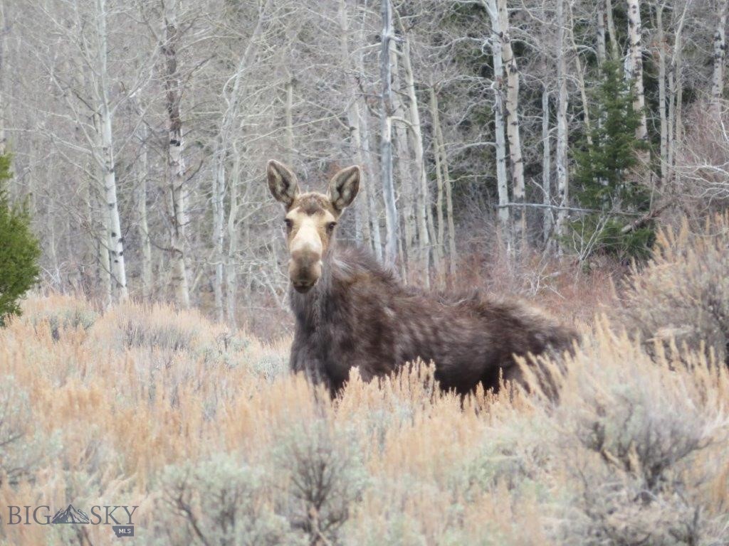 TBD Camp Creek Road, Butte