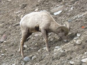 The Ubiquitous Bighorn Sheep at the Turnoff to Big Sky Montana ©Brett Fagan